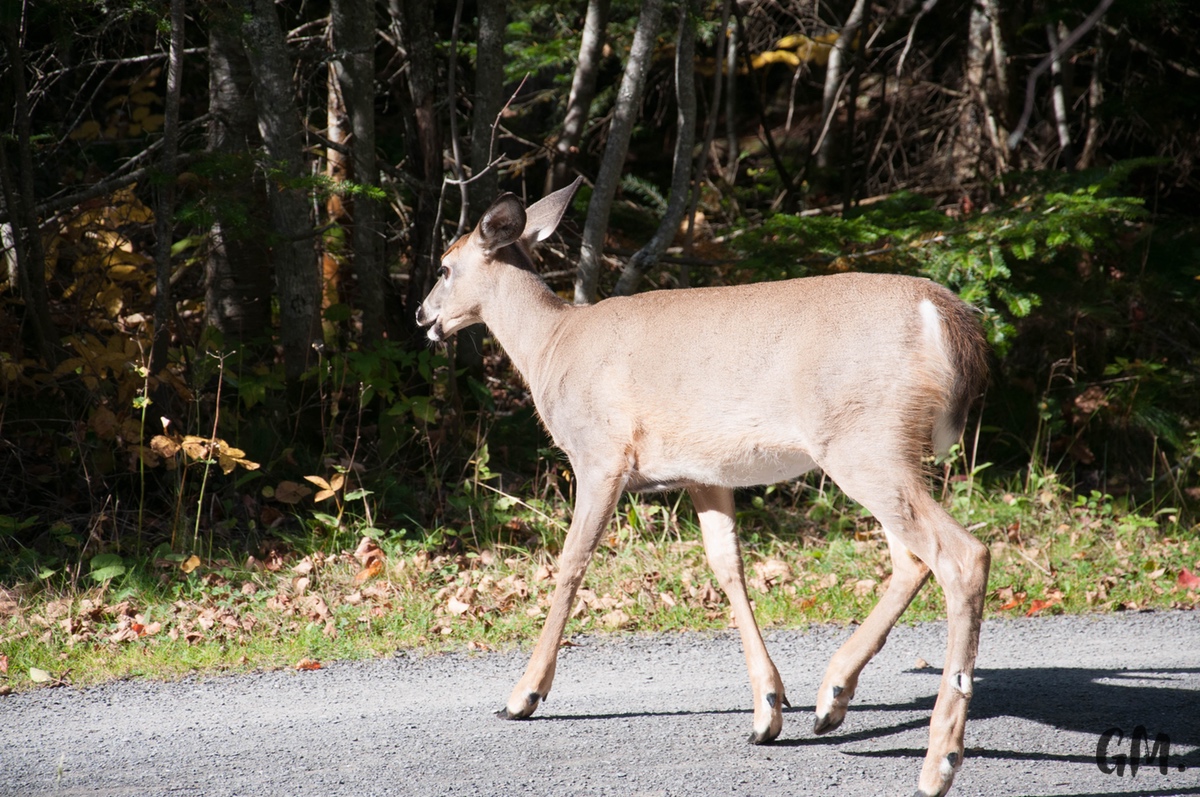 [RoadTrip] J8 : Phoques et Poutine d’anniversaire 2