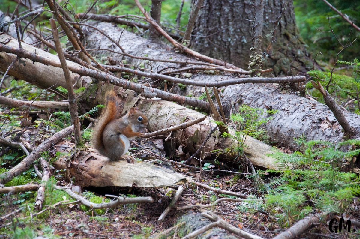 [RoadTrip] J1 : En pleine Nature 13