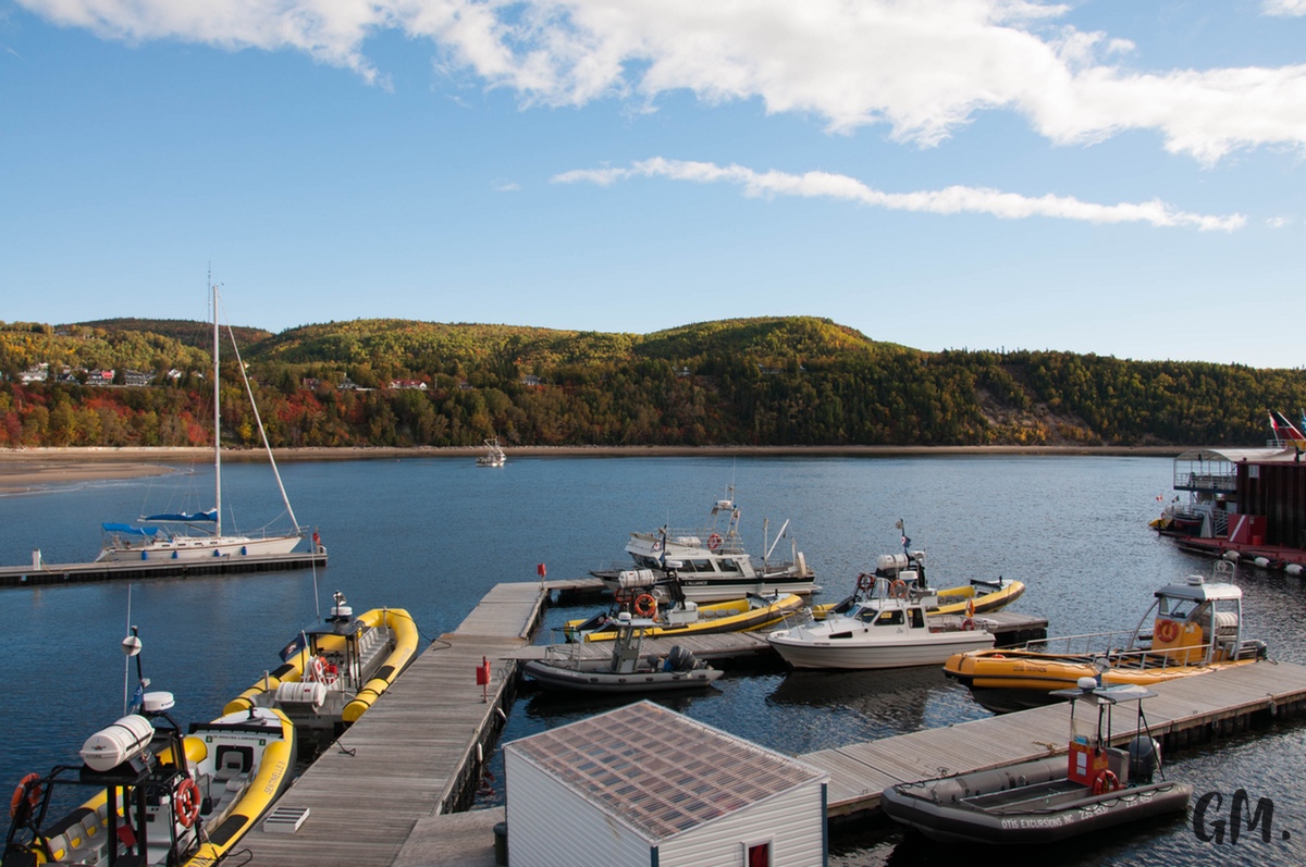 [RoadTrip] J4 : En observation à Tadoussac 2