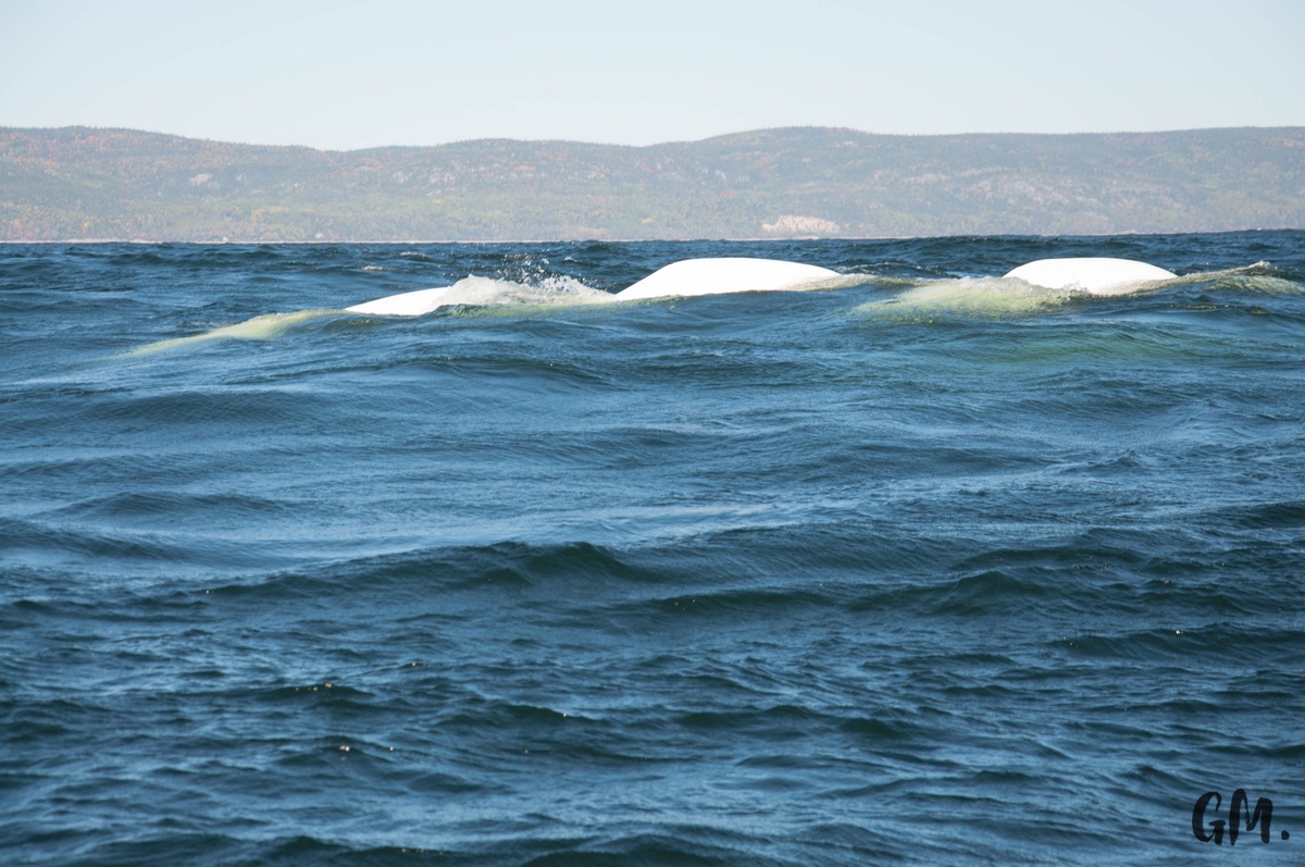 [RoadTrip] J4 : En observation à Tadoussac 5