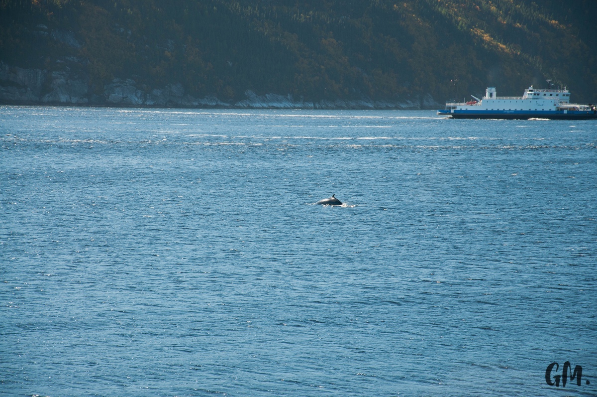 [RoadTrip] J4 : En observation à Tadoussac 14