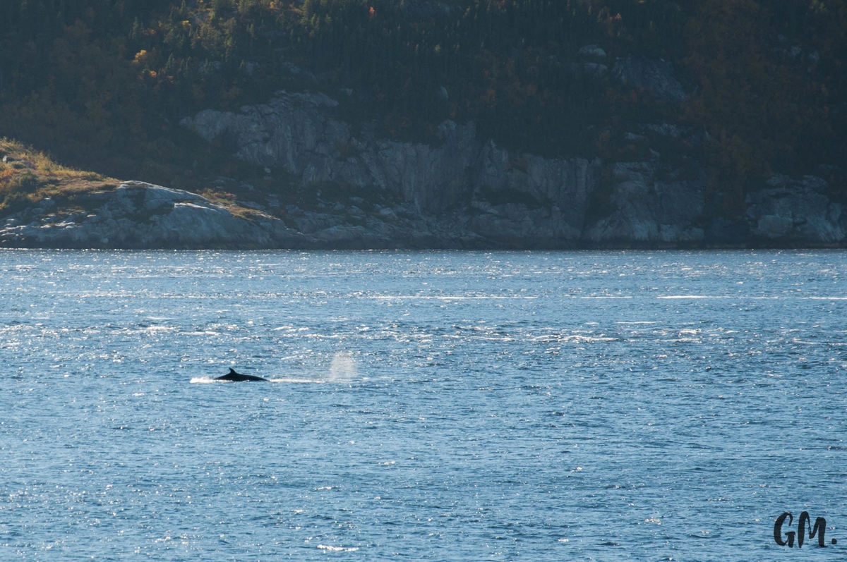 [RoadTrip] J4 : En observation à Tadoussac 13