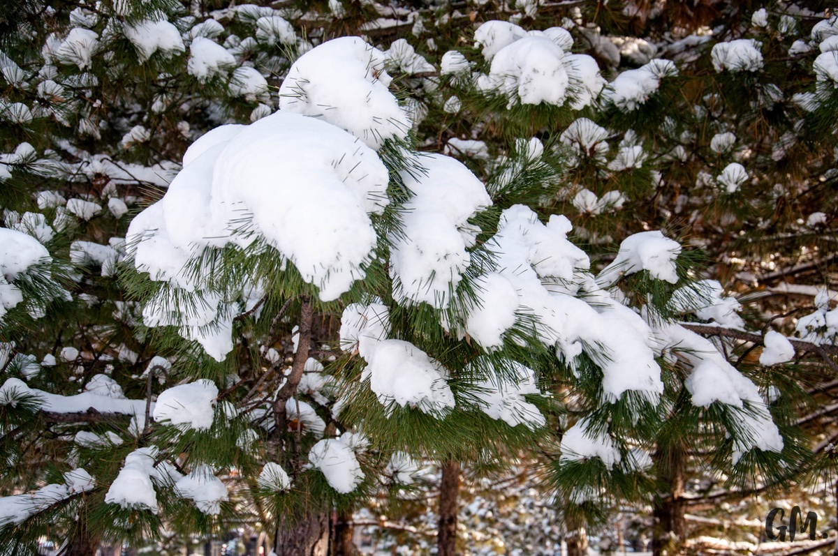 Les premières neiges à Montréal 5