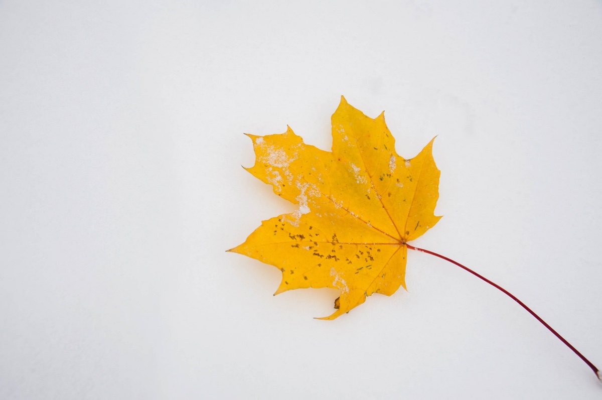 Les premières neiges à Montréal 14