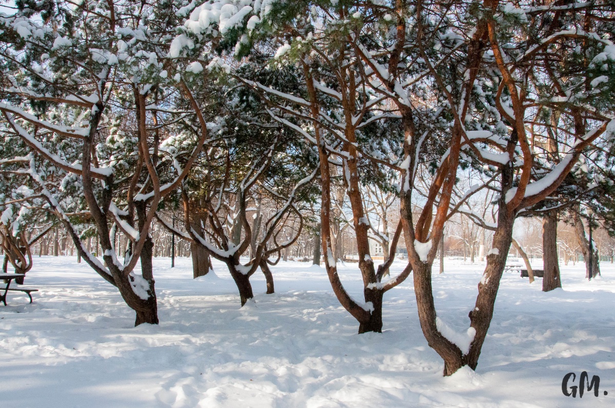 Les premières neiges à Montréal 15