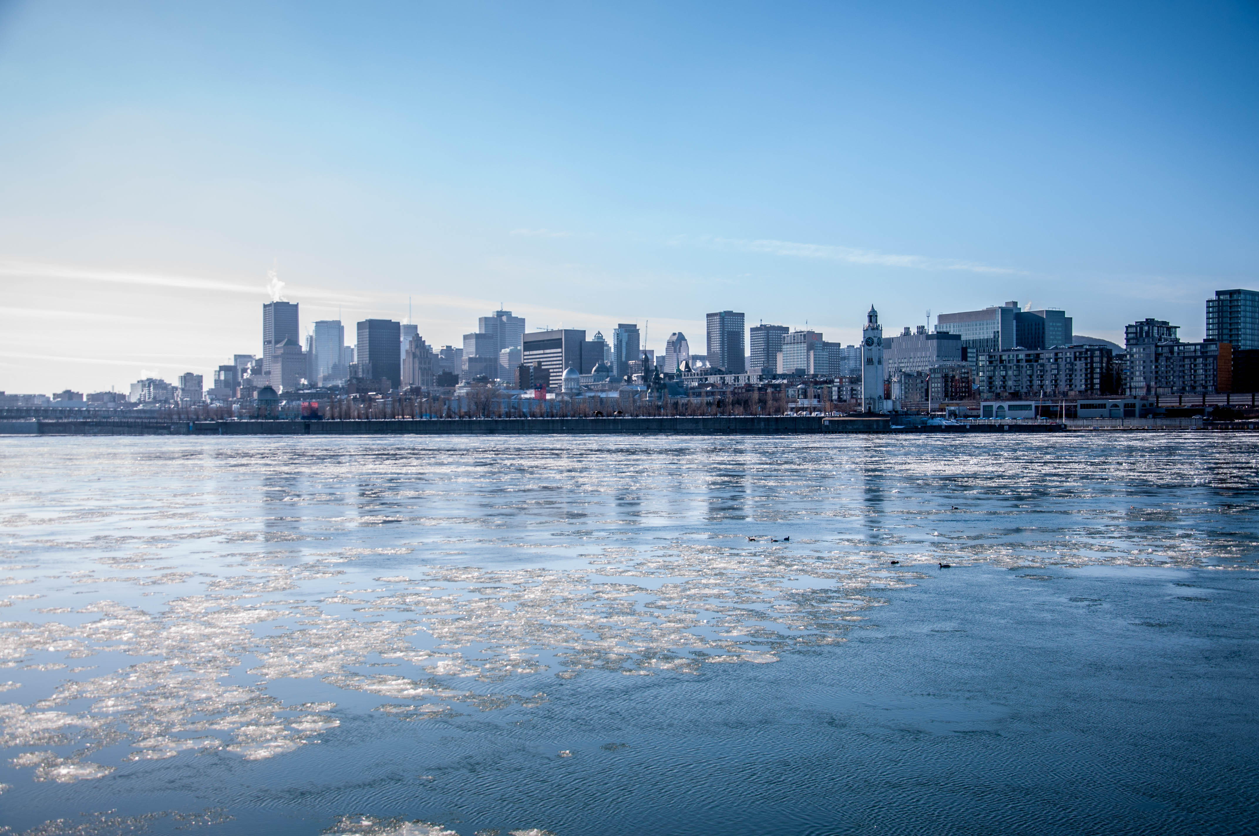 Montréal, Qu’est-ce que ça mange en hiver ?