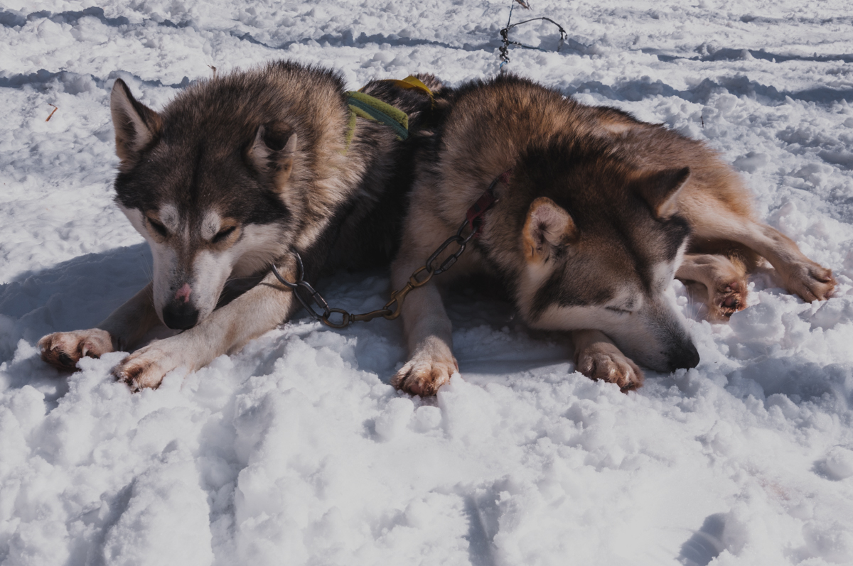 On se transforme en apprenti Musher ! 16