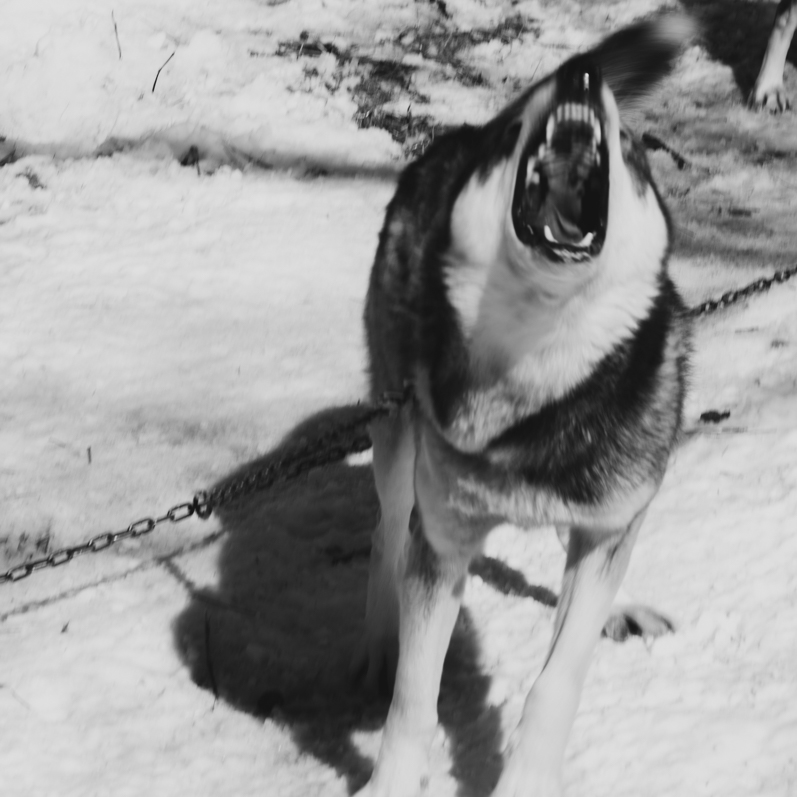 On se transforme en apprenti Musher ! 9