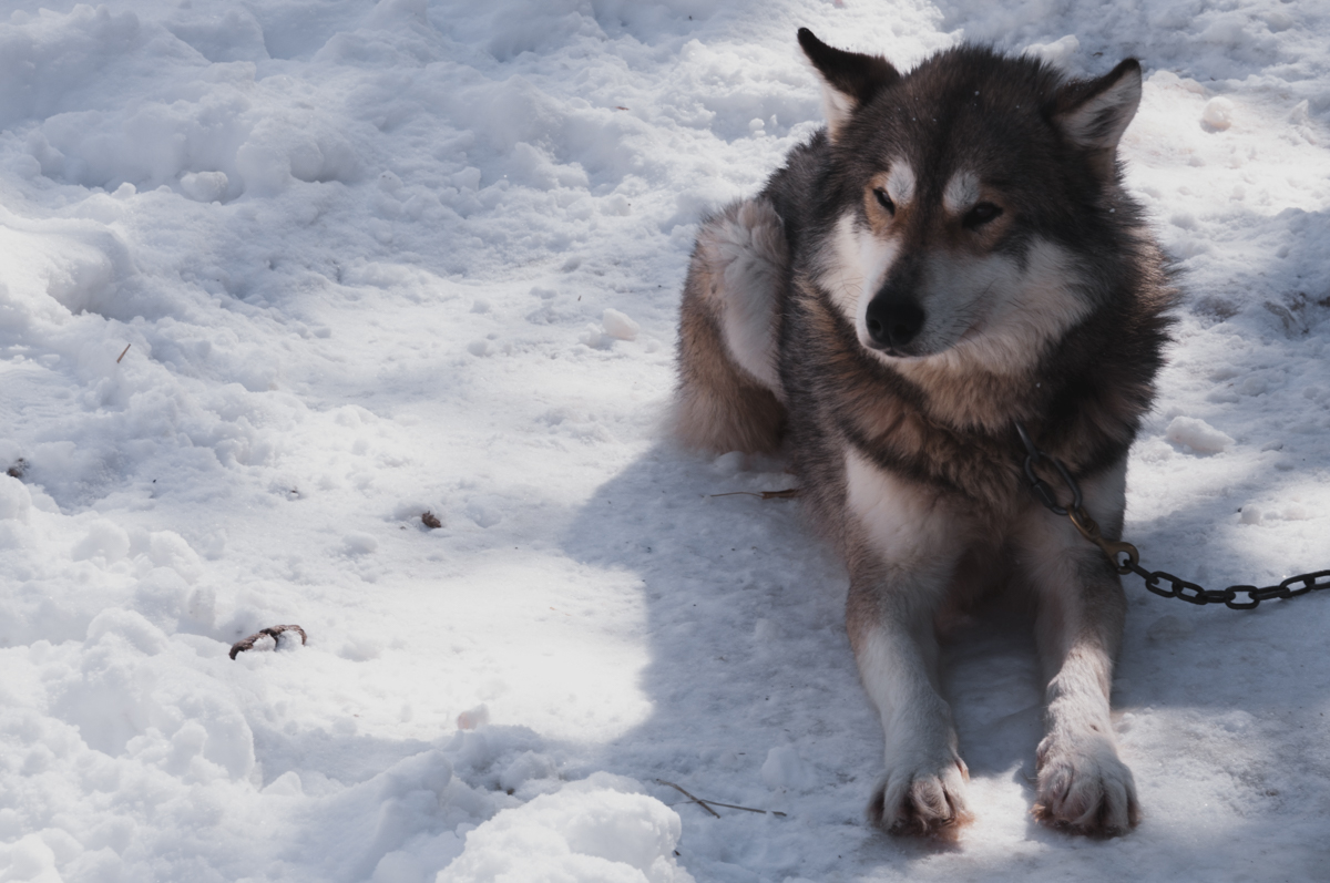 On se transforme en apprenti Musher ! 18