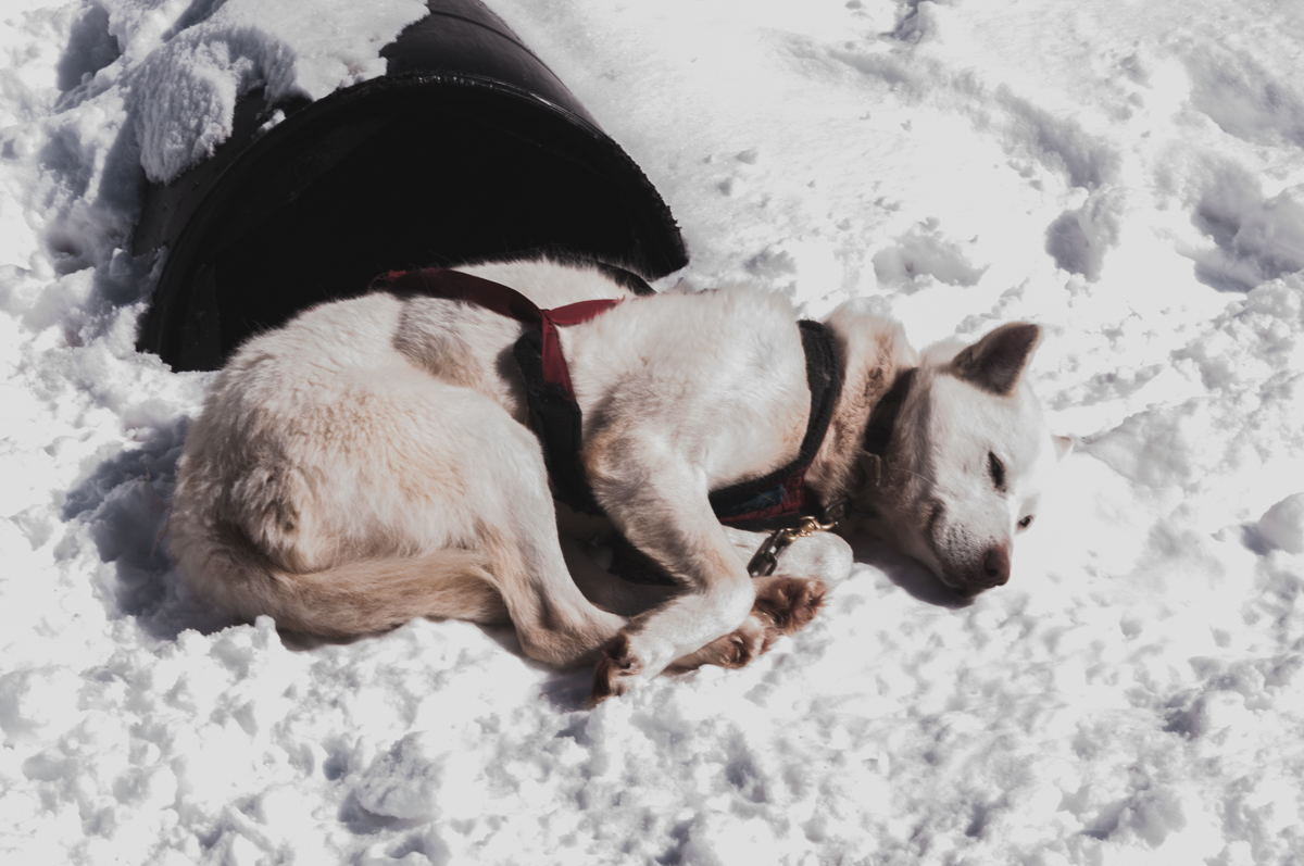 On se transforme en apprenti Musher ! 17