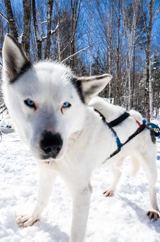 On se transforme en apprenti Musher ! 7