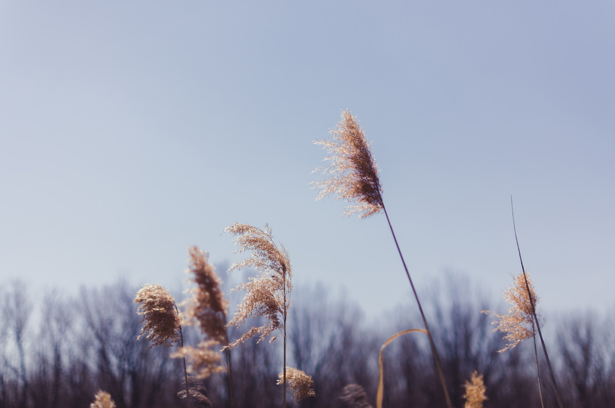 Le temps du printemps 1