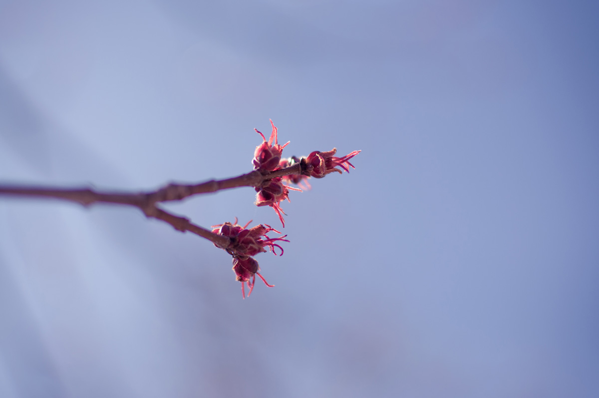 Le temps du printemps 2