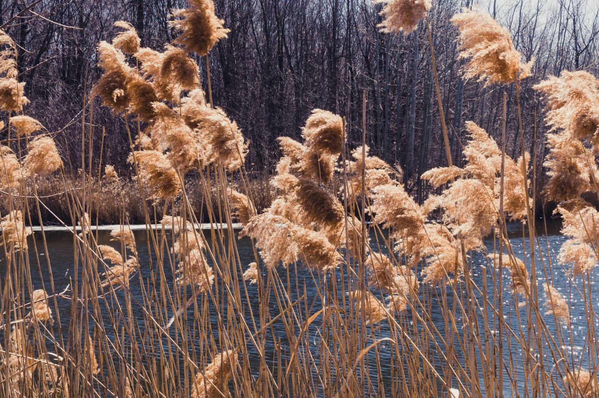 Le temps du printemps 3