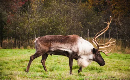 Des animaux et des rondins de bois – Québec en famille 2/3